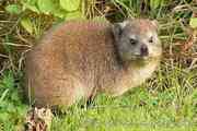 Rock Hyrax