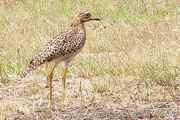 Spotted Thick-knee