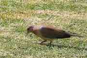 Laughing Dove