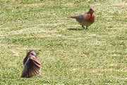 Laughing Dove