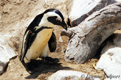 African Penguin