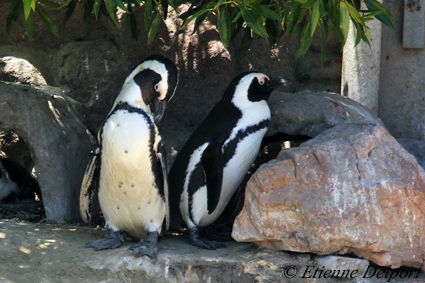 African Penguin