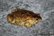 Raucous Toad
