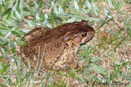 Raucous Toad